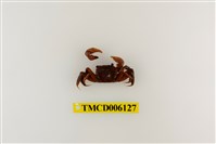 藏品(德氏仿厚蟹)的圖片